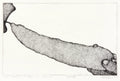 Man About to Eat a Carrot