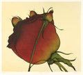 Roses 1982 by Art Hansen - Davidson Galleries