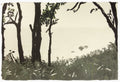 Baltic Sea Forest by Eva Pietzcker - Davidson Galleries