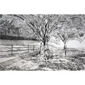 The Sunshine Filtering through Foliage #2 by Keisuke Yamamoto - Davidson Galleries