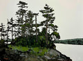 Trees on Hood Canal by Robert Connell - Davidson Galleries