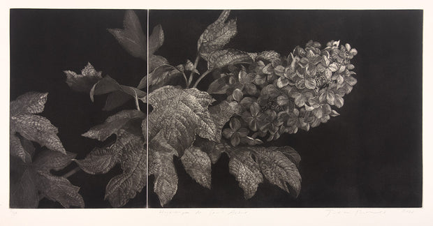 Hydrangea de Saint André by Judith Rothchild - Davidson Galleries