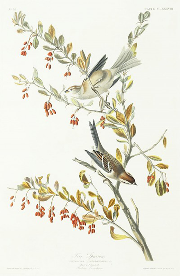 Tree Sparrow by John James Audubon - Davidson Galleries