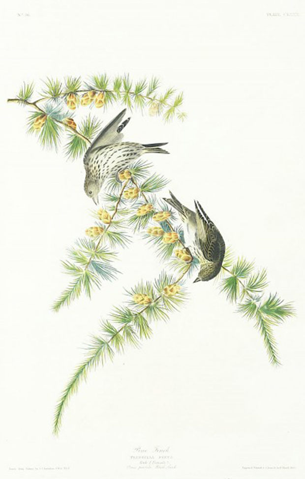 Pine Finch by John James Audubon - Davidson Galleries