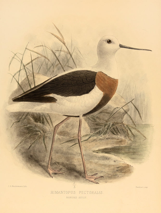 Himantopus Pectoralis (Stilt) by Naturalist Prints (Birds) - Davidson Galleries