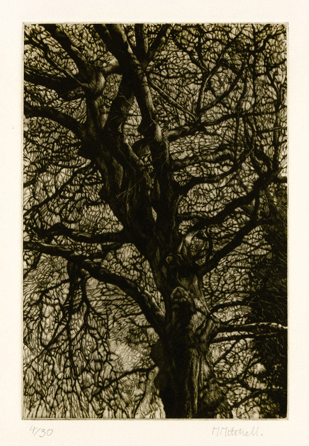 Winter Beech by Martin Mitchell - Davidson Galleries