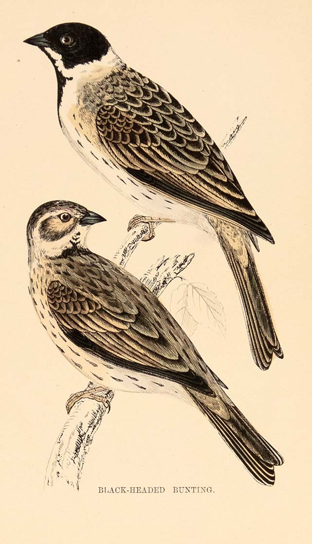 Black-Head Bunting by Naturalist Prints (Birds) - Davidson Galleries