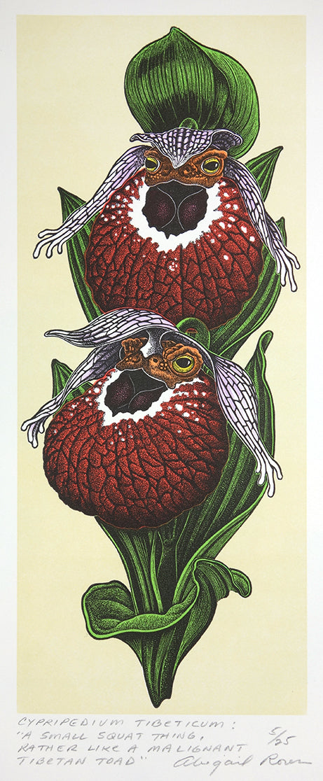 Cypripedium tibeticum by Abigail Rorer - Davidson Galleries