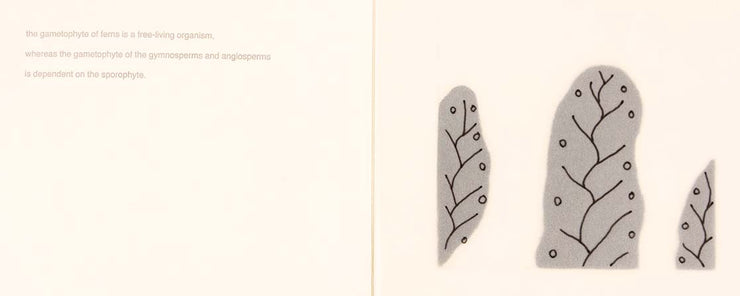 Fern (Artist Book) by Seiko Tachibana - Davidson Galleries