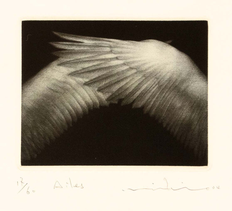 Ailes by Mikio Watanabe - Davidson Galleries