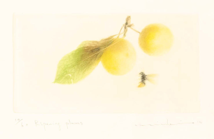 Ripening Plums by Mikio Watanabe - Davidson Galleries