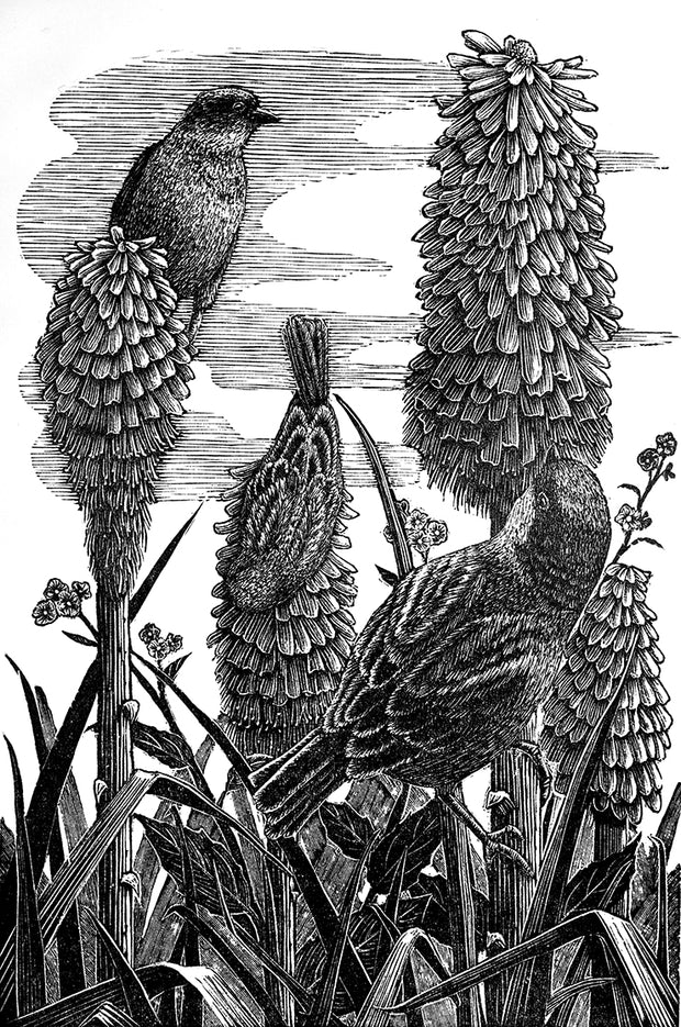 Red Hot Pokers by Geri Waddington - Davidson Galleries