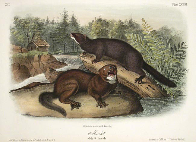 Mink by John James Audubon - Davidson Galleries