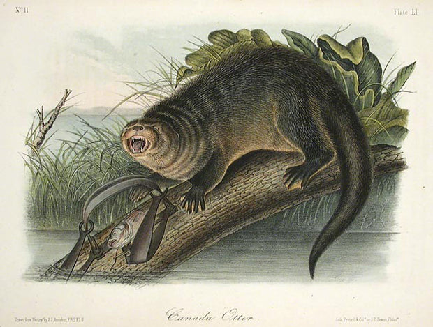 Canada Otter by John James Audubon - Davidson Galleries