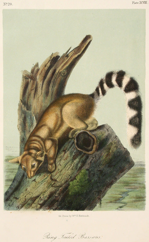 Ring Tale Bassaus by John James Audubon - Davidson Galleries