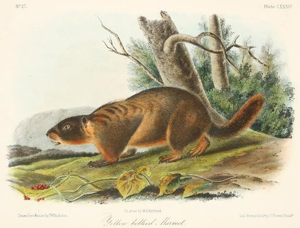 Yellow Bellied Marmot by John James Audubon - Davidson Galleries