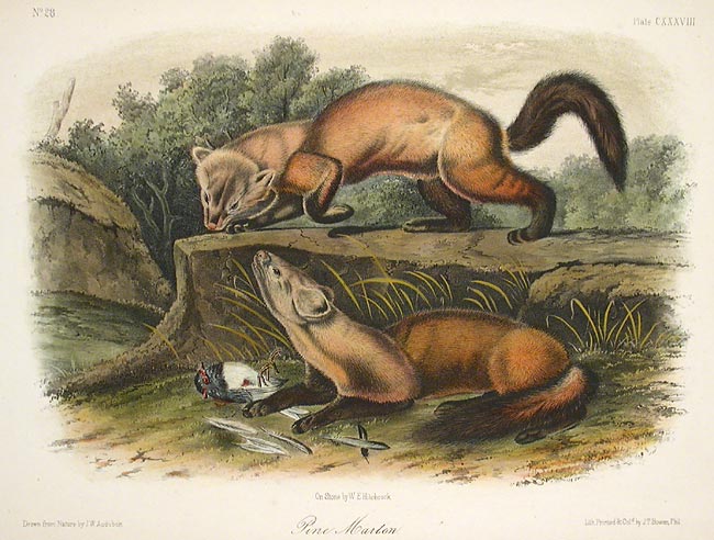 Pine Marten by John James Audubon - Davidson Galleries