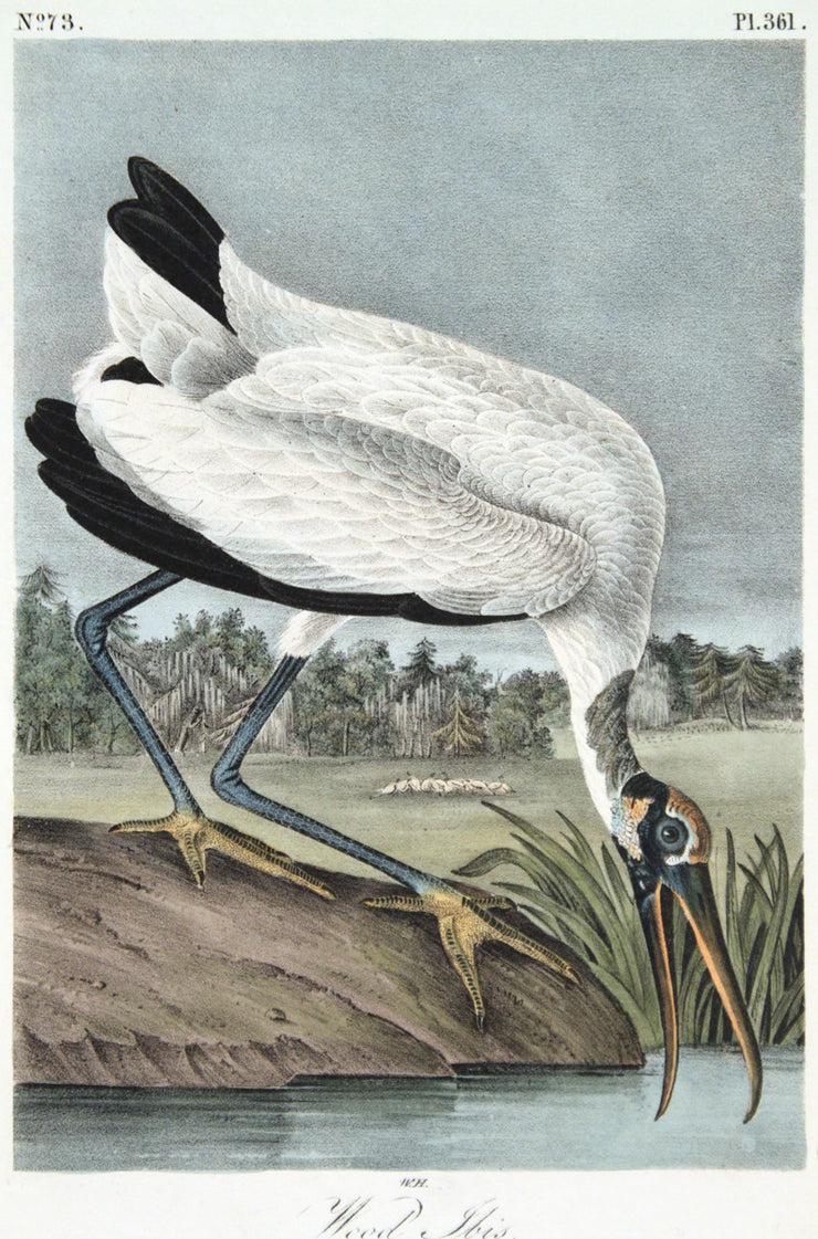 Wood Ibis by John James Audubon - Davidson Galleries