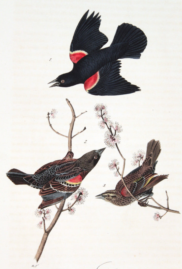 Red-Winged Starling by John James Audubon - Davidson Galleries