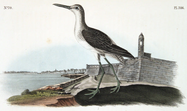 Greenshank by John James Audubon - Davidson Galleries