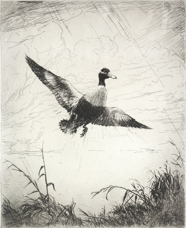 Shoveller Drake by Frank Weston Benson - Davidson Galleries