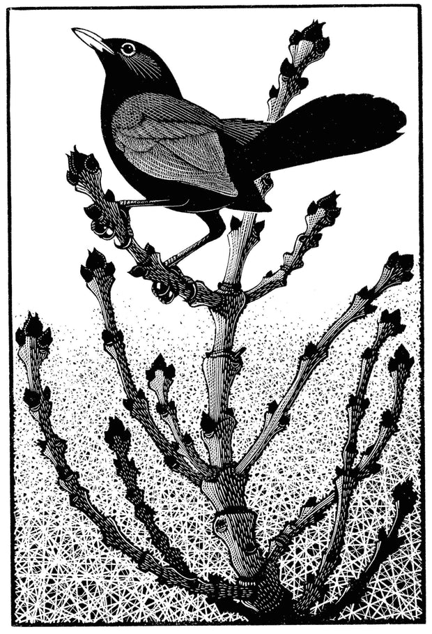 Blackbird About to Sing by Colin See-Paynton - Davidson Galleries