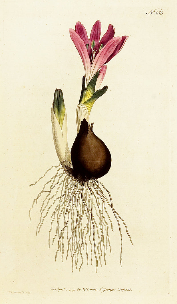 Vernal Bulbocodium by Naturalist Prints (Botanicals) - Davidson Galleries