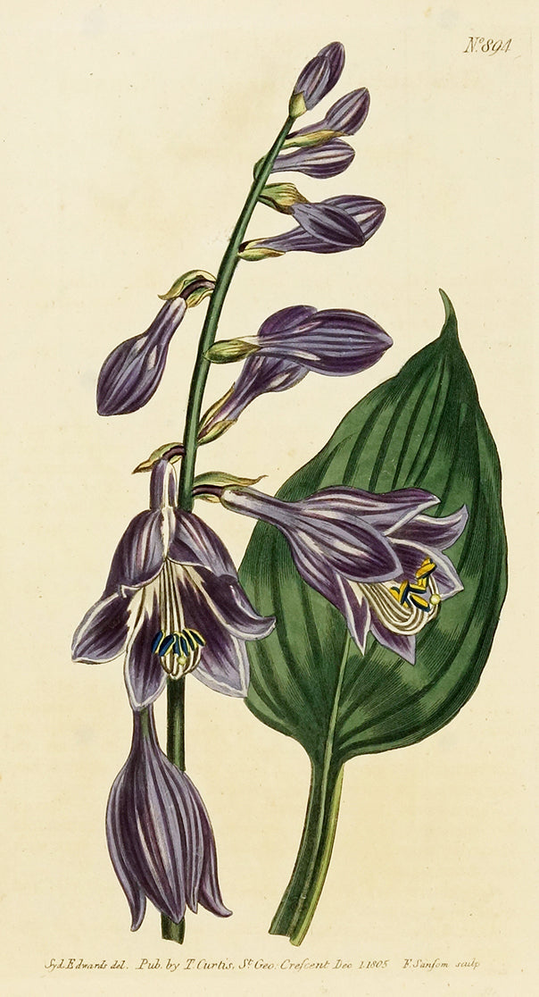 Chinese Day Lily by Naturalist Prints (Botanicals) - Davidson Galleries