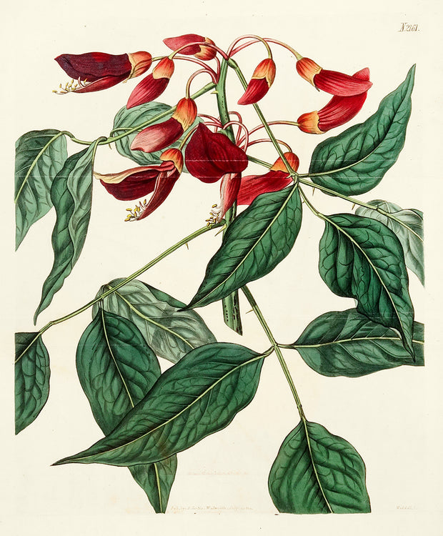 Erythrina Crista Galli by Naturalist Prints (Botanicals) - Davidson Galleries