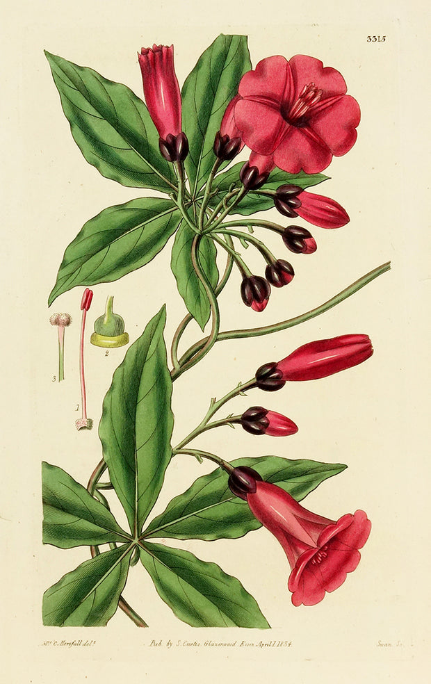 Ipomea Horsfalliae by Naturalist Prints (Botanicals) - Davidson Galleries