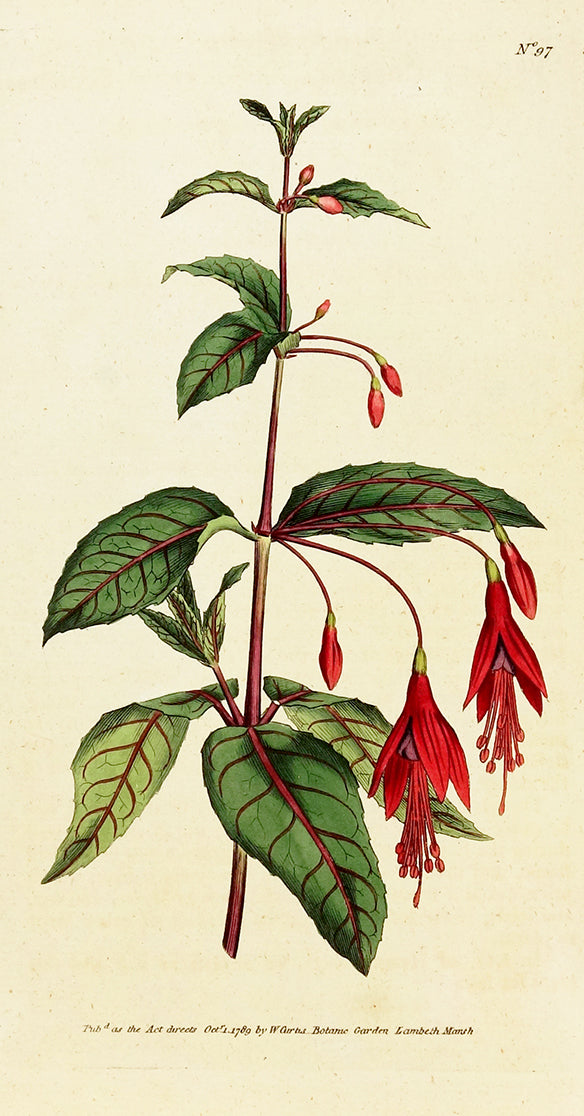 Scarlet Fuchsia by Naturalist Prints (Botanicals) - Davidson Galleries