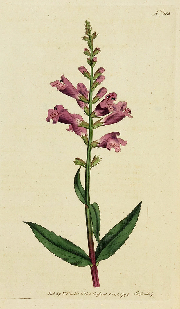 Tooth Dragon's Head by Naturalist Prints (Botanicals) - Davidson Galleries