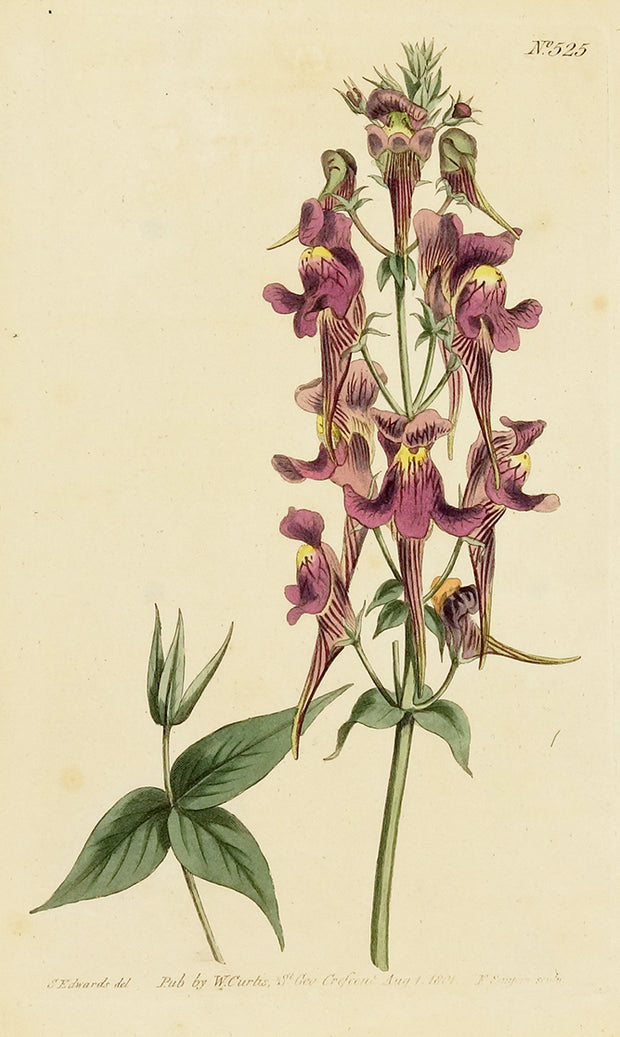 Three-Bird-Bearing Snap-Dragon by Naturalist Prints (Botanicals) - Davidson Galleries