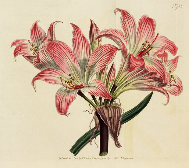 Belladonna Lily by Naturalist Prints (Botanicals) - Davidson Galleries