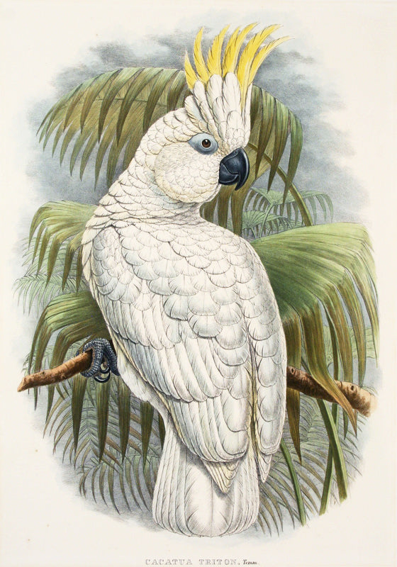 Cacatua Triton, Temm (Triton Cockatoo) by John Gould - Davidson Galleries