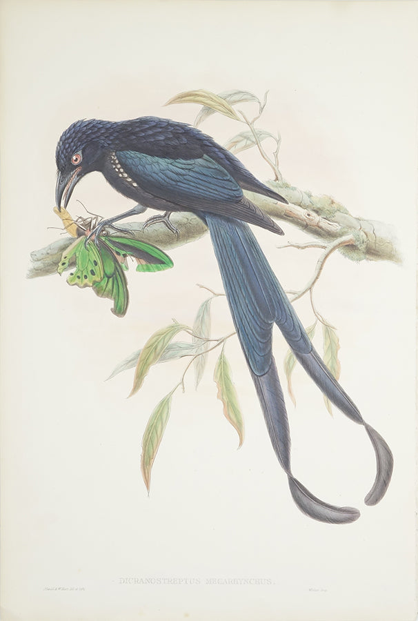 Dicranostreptus Megarhynchus (New-Ireland Drongo) by John Gould - Davidson Galleries