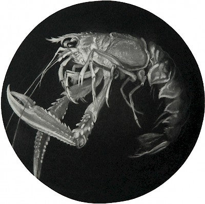 Langoustine (Fantome Rose) by Judith Rothchild - Davidson Galleries