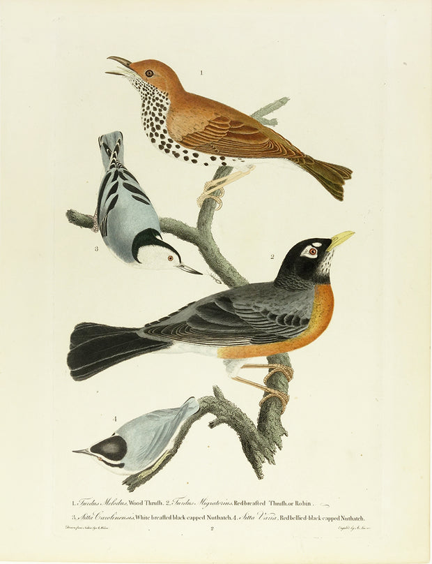 Wood Truth, Robin, White…Nuthatch by Naturalist Prints (Birds) - Davidson Galleries