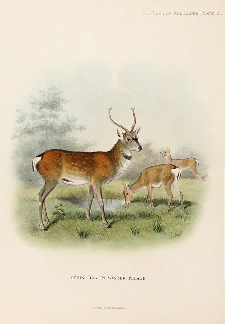 Pekin Sika in Winter Pelage Plate IX by Naturalist Prints (Animals) - Davidson Galleries