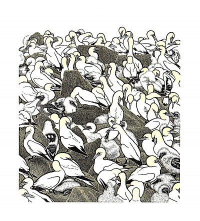 Gannet Colony by Abigail Rorer - Davidson Galleries