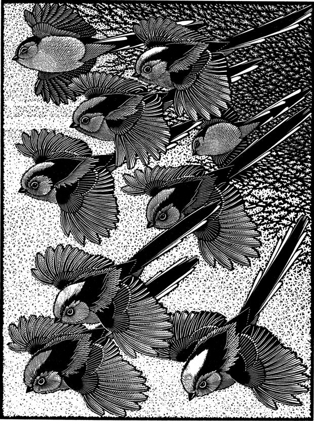Zephyr of Long-Tailled Titmice I by Colin See-Paynton - Davidson Galleries